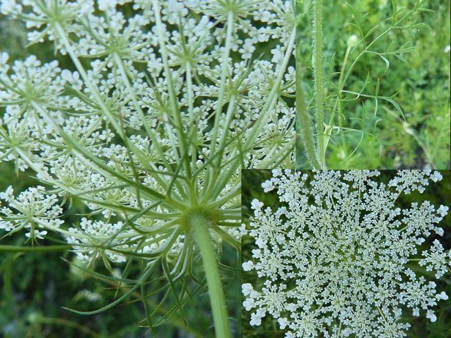 carota? - Daucus carota